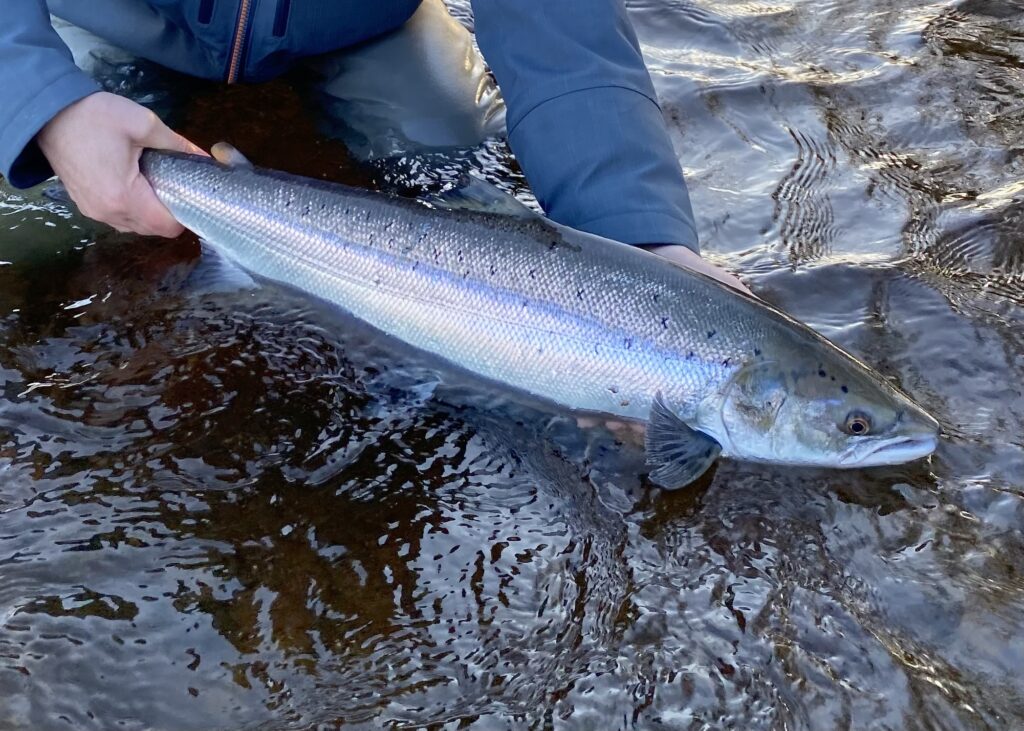 northesk rivernorthesk northeskjoki stracathro scotland skotlanti skottland salmon laks lax lohi perhokalastus stracathro flyfishing flugfiske fluefiske perhokalastusmatka salmonflyfishing lohenkalastus kalastus kalastusmatka fishmaster globalfishing