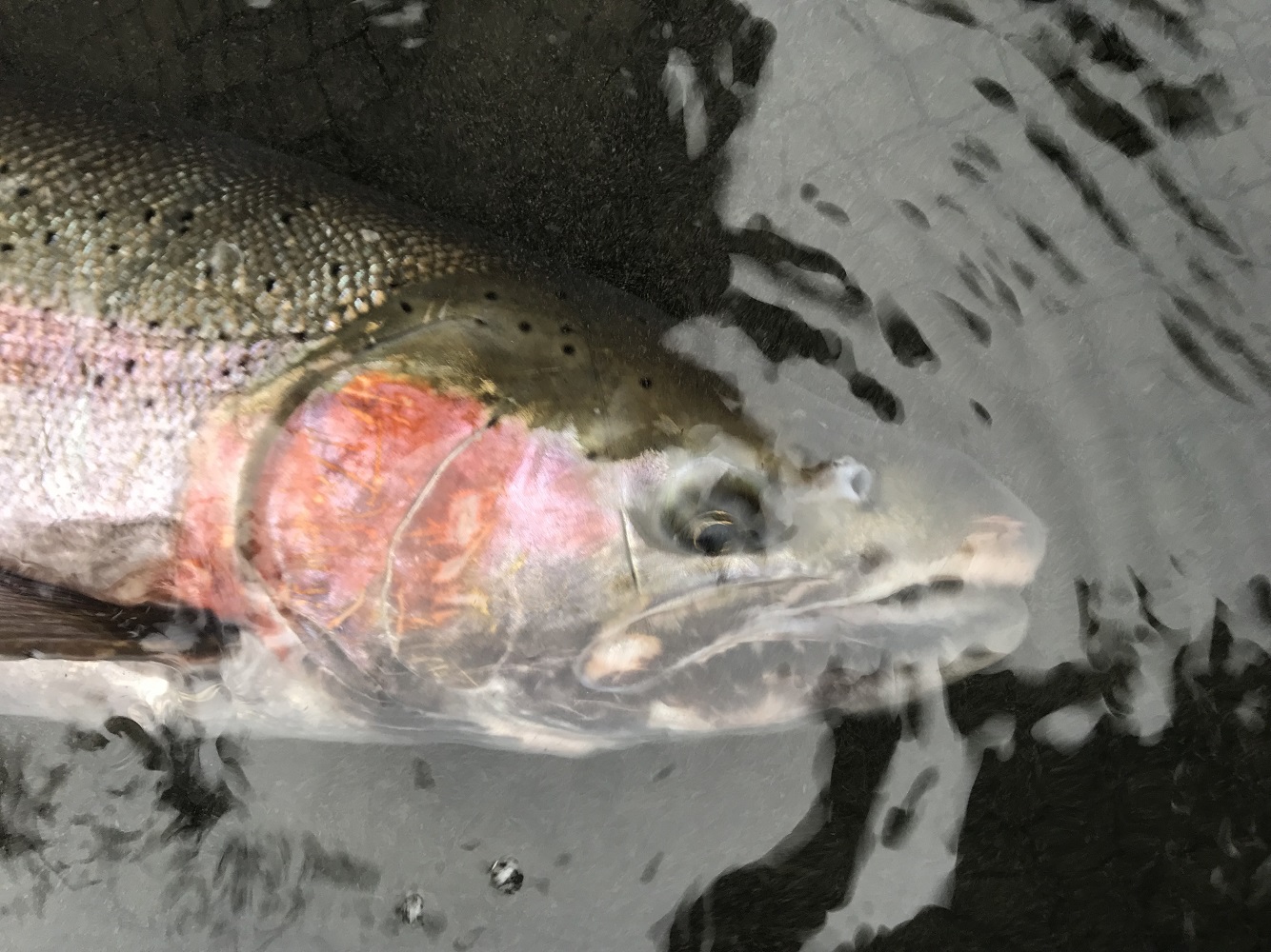 kanada canada britishcolumbia flyfishing perhokalastus flugfiske salmon steelhead hopealohi cohosalmon kalastus kalastusmatka fishmaster
