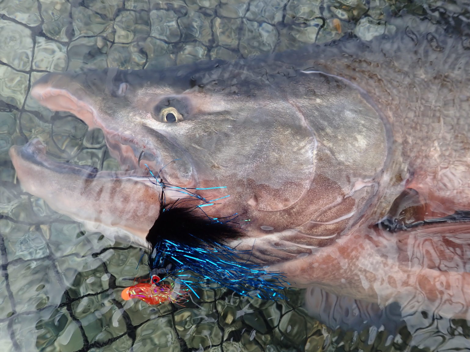 chile riopuelo perhokalastus flyfishing flugfiske chinook kingsalmon kuningaslohi kungslax kalastus kalastusmatka Fishmaster globalfishing