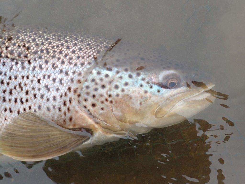 riogrande argentina argentiina tierradelfuego tulimaa seatrout havsöring meritaimen perhokalastus flyfishing flugfiske fluefiske seatroutflyfishing perhokalastusmatka kalastus kalastusmatka fishmaster globalfishing
