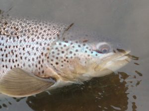 riogrande argentina argentiina tierradelfuego tulimaa seatrout havsöring meritaimen perhokalastus flyfishing flugfiske fluefiske seatroutflyfishing perhokalastusmatka kalastus kalastusmatka fishmaster globalfishing