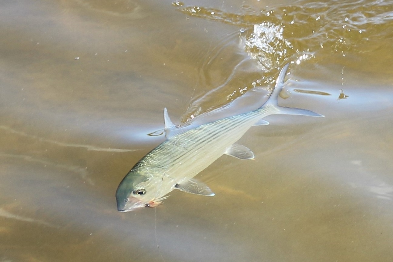 meksiko mexico ascensionbay flyfishing flugfiske perhokalastus permit tarpon bonefish kalastus perhokalastusmatka saltwaterflyfishing tropicalflyfishing kalastusmatka fishmaster globalfishing