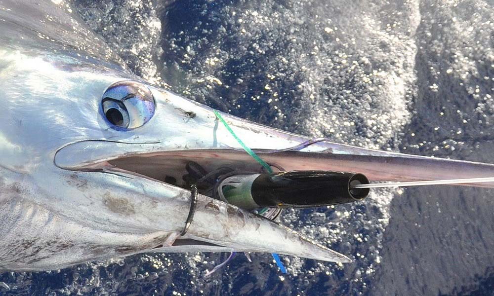 azorit azorena azores biggame biggamefishing marlin bluemarlin vetouistelu trolling kalastus kalastusmatka fishmaster globalfishing