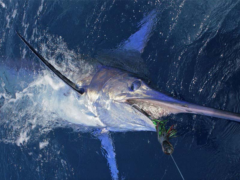 azorit azorena azores biggame biggamefishing marlin bluemarlin vetouistelu trolling kalastus kalastusmatka fishmaster globalfishing
