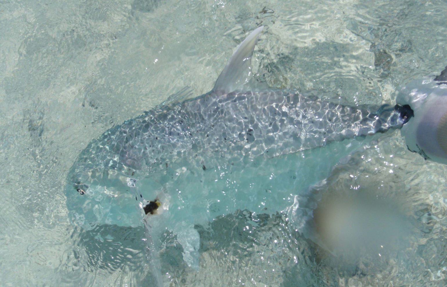 malediivit maldives maldiverna perhokalastus flyfishing flugfiske gt gianttrevally bluefintrevally