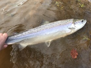 northesk northeskjoki perhokalastus flyfishing flugfiske lohi salmon lax kalastus kalastusmatka Fishmaster Skotlanti scotland skottland