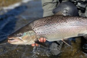 riogallegos argentina argentiina bellasofia bellasofialodge patagonia seatrout havsöring meritaimen perhokalastus flyfishing flugfiske fluefiske seatroutflyfishing perhokalastusmatka kalastus kalastusmatka fishmaster globalfishing