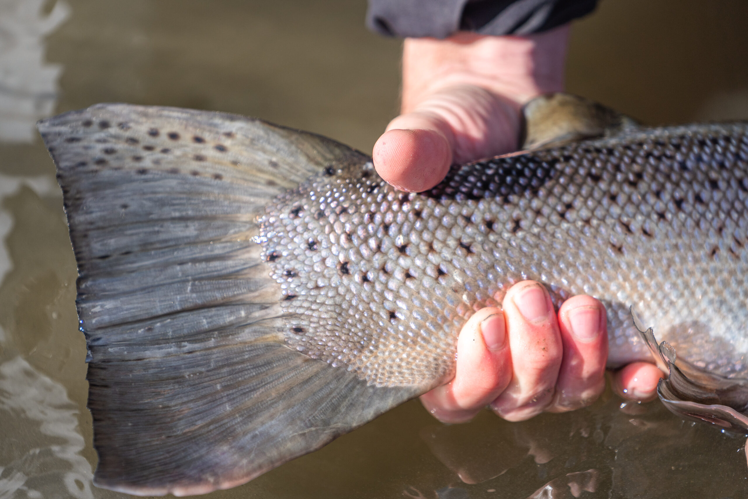 riogallegos argentina argentiina bellasofia bellasofialodge patagonia seatrout havsöring meritaimen perhokalastus flyfishing flugfiske fluefiske seatroutflyfishing perhokalastusmatka kalastus kalastusmatka fishmaster globalfishing