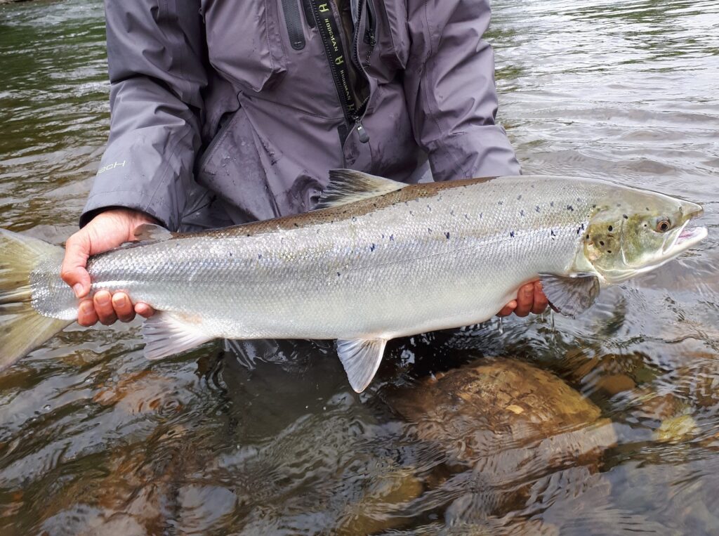 stjördal stjördaljoki riverstjördal stjördalriver stjördalselva norway norja norge salmon laks lax lohi perhokalastus flyfishing flugfiske fluefiske salmonflyfishing perhokalastusmatka kalastus kalastusmatka fishmaster globalfishing