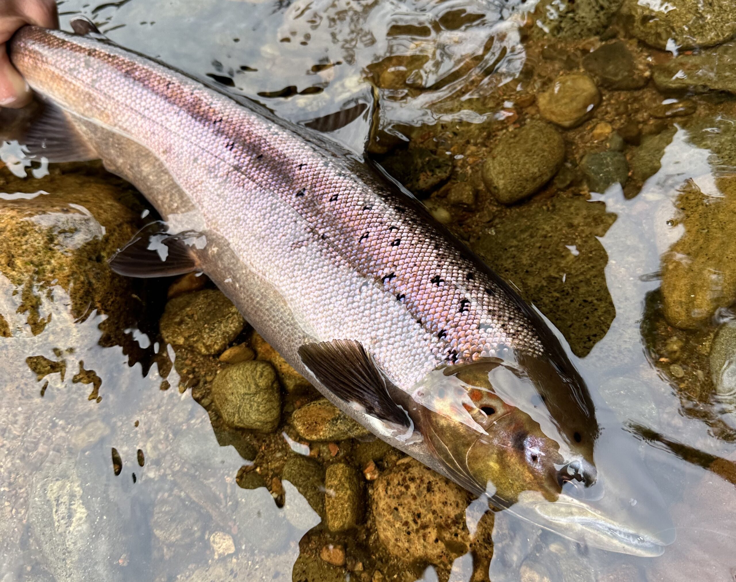 northesk rivernorthesk northeskjoki stracathro scotland skotlanti skottland salmon laks lax lohi perhokalastus stracathro flyfishing flugfiske fluefiske perhokalastusmatka salmonflyfishing lohenkalastus kalastus kalastusmatka fishmaster globalfishing