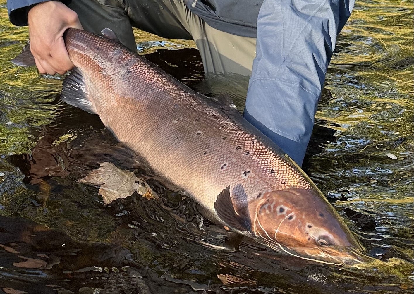 northesk rivernorthesk northeskjoki stracathro scotland skotlanti skottland salmon laks lax lohi perhokalastus stracathro flyfishing flugfiske fluefiske perhokalastusmatka salmonflyfishing lohenkalastus kalastus kalastusmatka fishmaster globalfishing