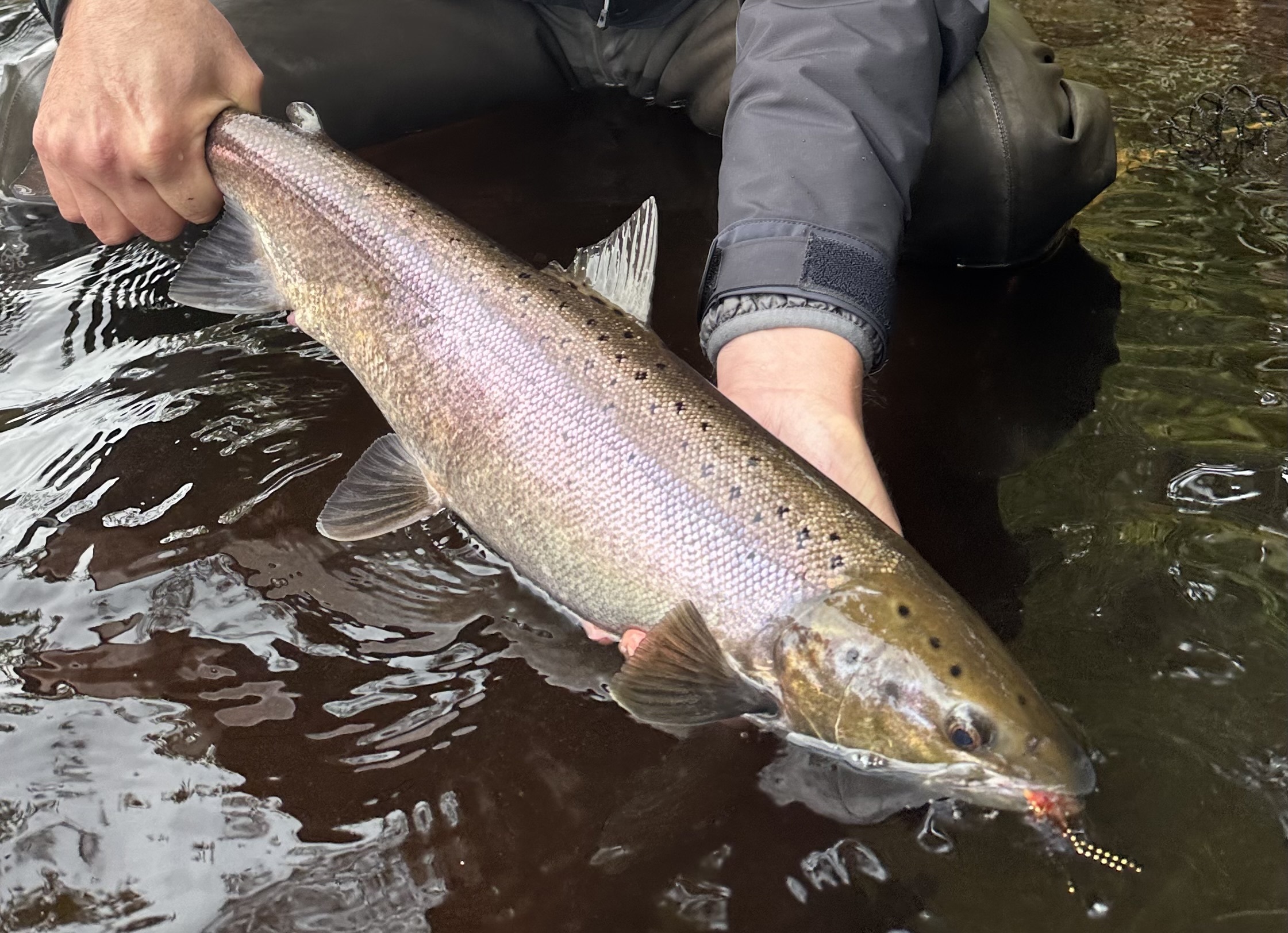 northesk rivernorthesk northeskjoki stracathro scotland skotlanti skottland salmon laks lax lohi perhokalastus stracathro flyfishing flugfiske fluefiske perhokalastusmatka salmonflyfishing lohenkalastus kalastus kalastusmatka fishmaster globalfishing