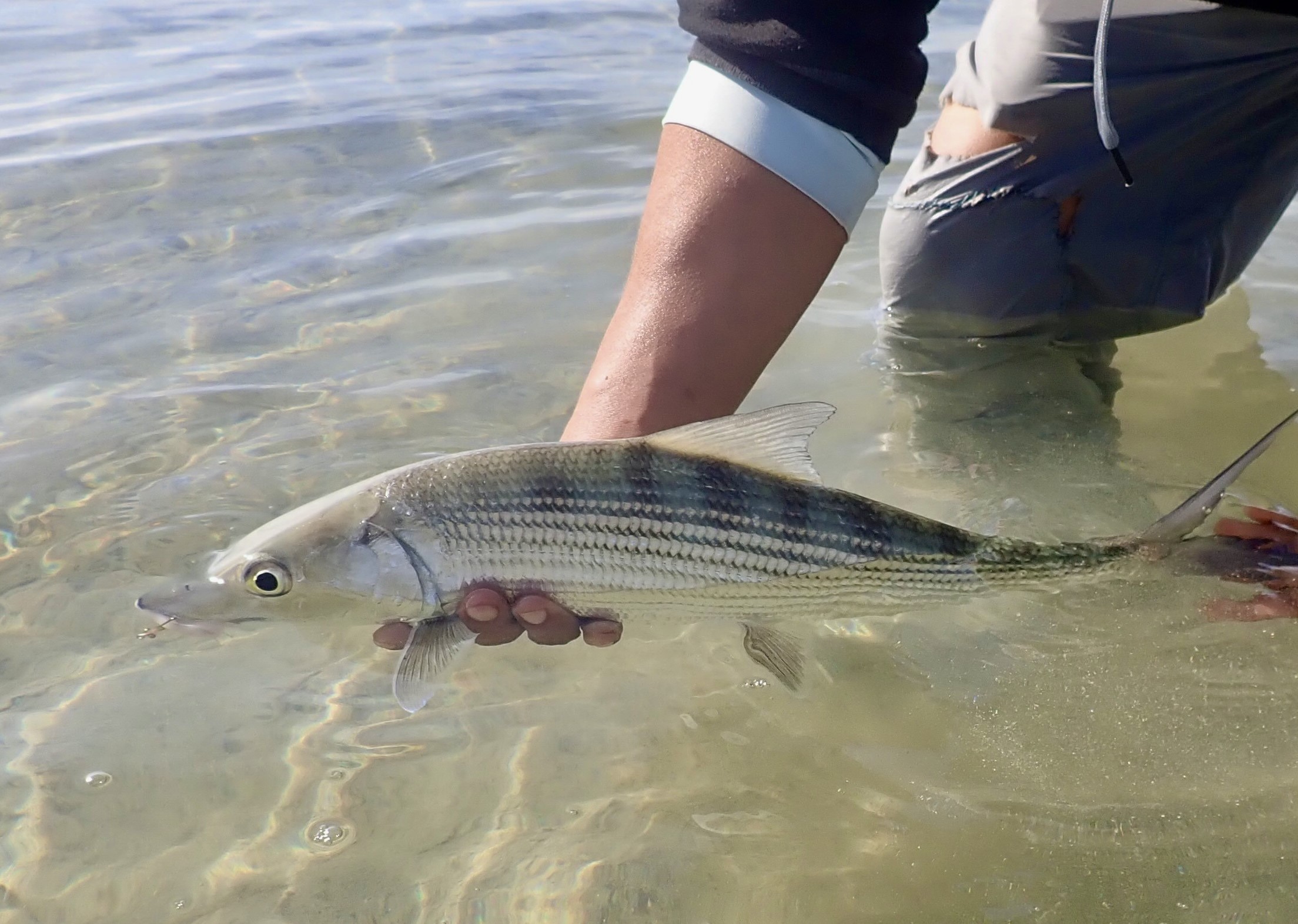 meksiko mexico mexiko xcalak flyfishing flugfiske perhokalastus permit tarpon bonefish kalastus perhokalastusmatka saltwaterflyfishing tropicalflyfishing kalastusmatka fishmaster globalfishing