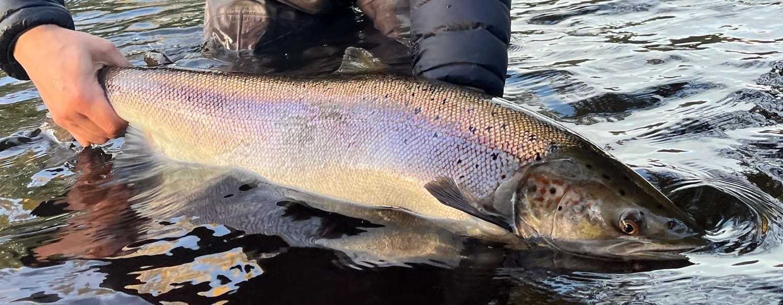 northesk rivernorthesk northeskjoki stracathro scotland skotlanti skottland salmon laks lax lohi perhokalastus stracathro flyfishing flugfiske fluefiske perhokalastusmatka salmonflyfishing lohenkalastus kalastus kalastusmatka fishmaster globalfishing