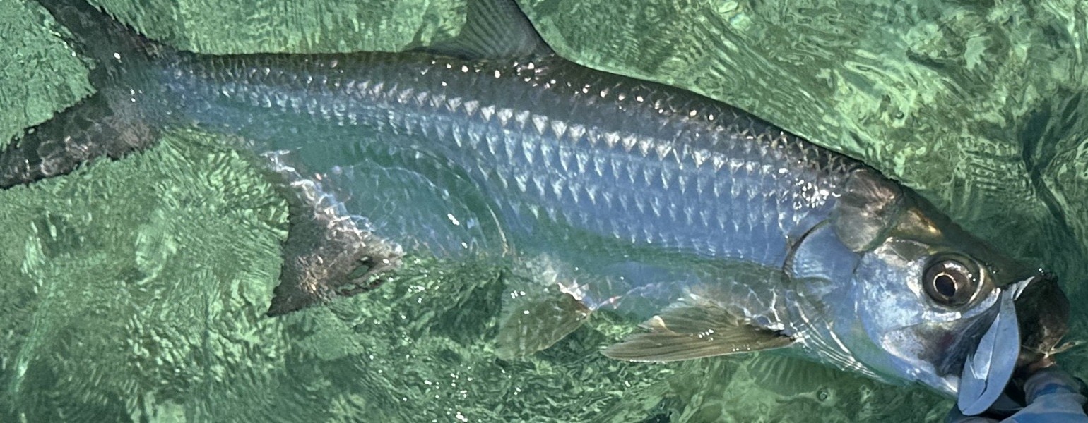 kuuba cuba kuba zapata flyfishing flyfishingtrip flugfiske fluefiske perhokalastus permit tarpon bonefish snook perhokalastusmatka saltwaterflyfishing kalastus kalastusmatka fishmaster globalfishing